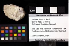 Foto (Objket + Etiketten) von Isopoda indet. 